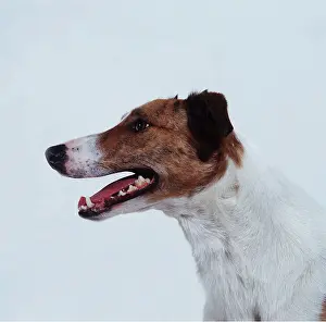 Lurchers: DOG - LURCHER