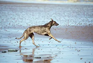 Lurchers: DOG - LURCHER - RUNNING ON BEACH