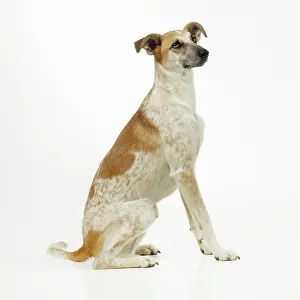 Lurchers: DOG - Lurcher, sitting, studio shot