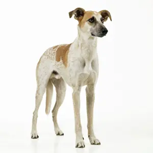 Lurchers: DOG - Lurcher, standing, front-view, studio shot
