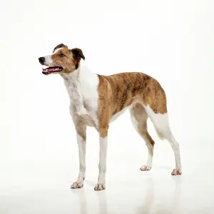 Lurchers: DOG - Lurcher, studio shot