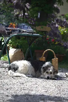 Fires: Dog lying down in front of a barbecue in a garden