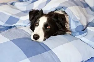 Beds: Dog is lying in bed, Border Collie