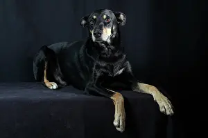 Herding: Dog lying on a black background