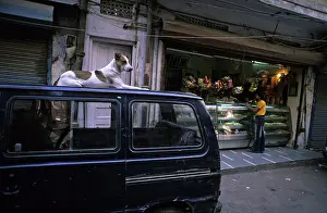 Shops: Dog lying on a car in street Delhi India