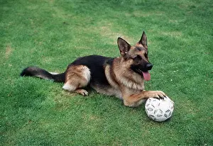 Balls: Dog - lying down, paw on football