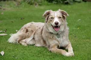 Disc: DOG - Lying on grass with mouth open
