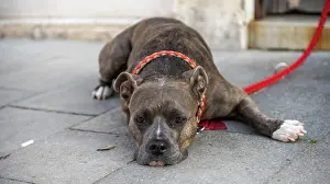Leashed: Dog lying lazy on the ground, leashed dog, italy