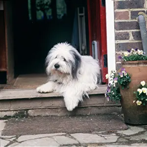 Doorway: DOG - Lying in open doorway