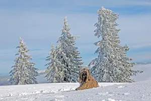 Lhasa: Dog lying in the snow, Lhasa Apso, Bavarian Forest