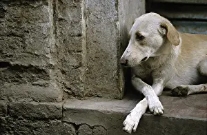 Towns: Dog lying on the step of a door Varanaci India