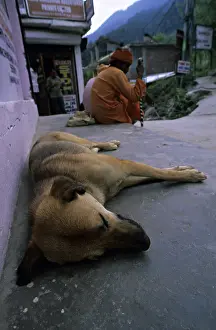Daily: Dog lying in the street Manali India