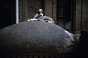 Shutter: Dog lying in the street Varanaci India