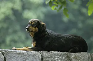 Gemstones: Dog lying on a wall India