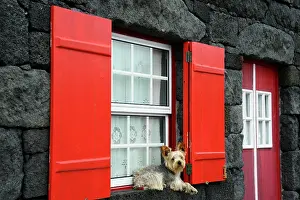 Shutter: Dog lying at the window, Lajido, Pico, Azores, Portugal