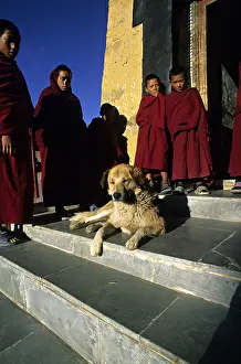 Stair: Dog lying and young monks Monastery Thiksey Leh India