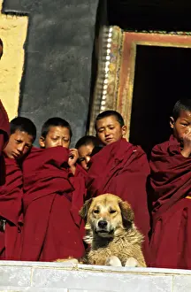 Monks: Dog lying and young monks Monastery Thiksey Leh India