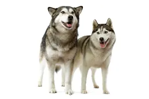 Malamute: Dog - Malamute & Siberian Husky