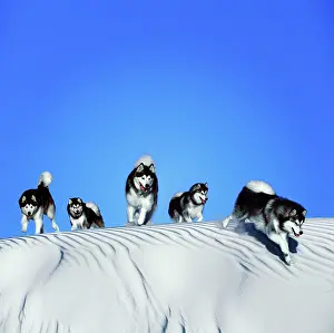 Malamute: DOG - Malamutes - Running over dune