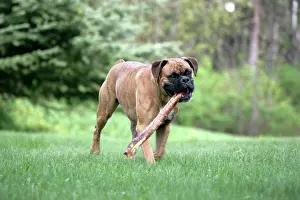 Gnawing: Dog - male Boxer, playing with stick