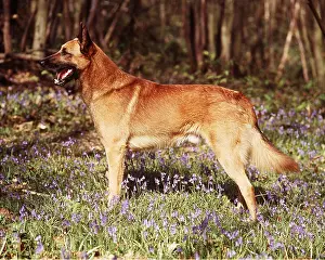 Chien: DOG - MALINOIS / Belgian Shepherd / Chien de Berger