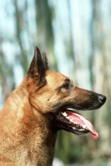 Jaws: DOG - MALINOIS / Belgian Shepherd / Chien de Berger
