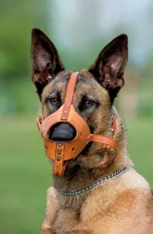 Muzzle: Dog - Malinois / Belgian Shepherd Dog, wearing muzzle