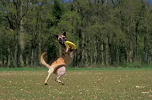 Retrieving: DOG - Malinois / Belgian Shepherd Dog, catching fisbee
