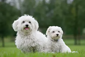 Maltaise: Dog - Maltese adult with puppy in garden