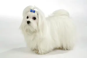 Maltaise: Dog - Maltese / Bichon Maltaise, wearing hair ribbon