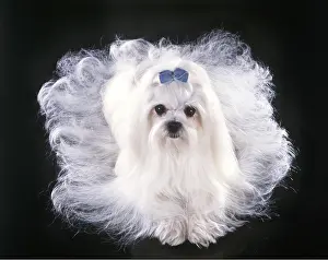 Bows: Dog - Maltese / Bichon Maltaise