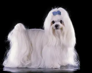 Maltaise: Dog - Maltese / Bichon Maltaise - With blue ribbon