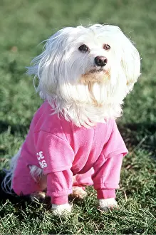 Clothes: Dog - Maltese / Bichon Maltaise in jogging suit
