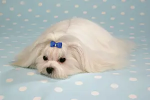 Maltaise: Dog - Maltese / Bichon Maltaise, lying on blue
