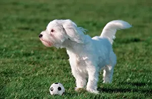 Maltaise: Dog - Maltese / Bichon Maltaise- playing with football