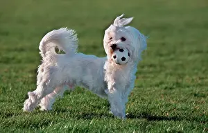 Maltaise: Dog - Maltese / Bichon Maltaise - playing with football