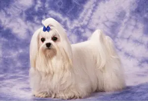Bows: Dog - Maltese / Bichon Maltaise - in studio