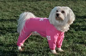 Maltaise: Dog - Maltese / Bichon Maltaise - wearing jogging