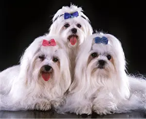 Shows: Dog - Maltese / Bichon Maltaise X 3