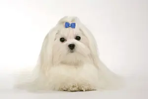 Maltiase: Dog - Maltese / Bichon Maltiase, wearing hair ribbon