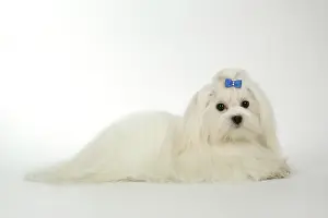 Maltiase: Dog - Maltese / Bichon Maltiase, wearing hair ribbon