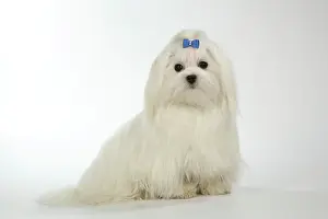Maltiase: Dog - Maltese / Bichon Maltiase, wearing hair ribbon