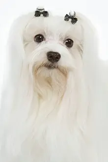 Maltese: Dog - Maltese / Bichon Maltiase