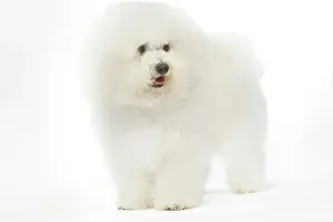 Maltese: Dog - Maltese / Bichon Maltiase