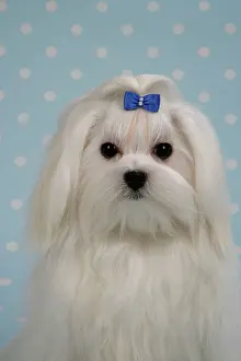 Maltiase: Dog - Maltese / Bichon Maltiase. Face in close-up
