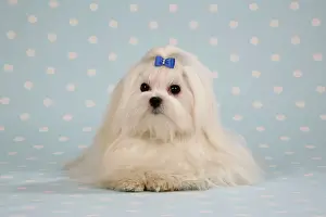 Maltiase: Dog - Maltese / Bichon Maltiase, lying on blue