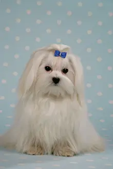 Maltiase: Dog - Maltese / Bichon Maltiase, sitting on blue