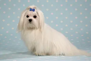 Maltiase: Dog - Maltese / Bichon Maltiase, sitting on blue