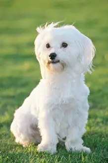 Maltiase: Dog - Maltese / Bichon Maltiase - Sitting upright