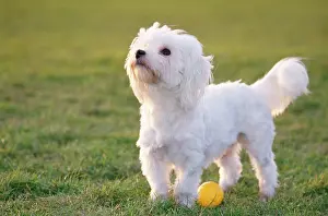 Maltiase: Dog - Maltese / Bichon Maltiase - side view, with ball